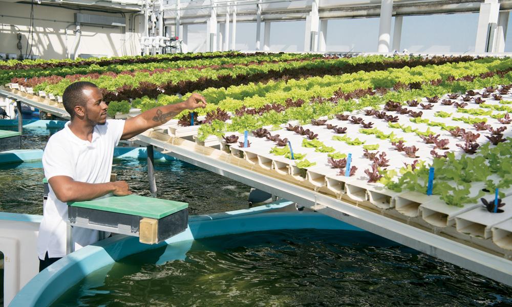 Aquaponics Hydroponics